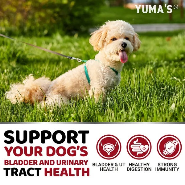 Dog UTI Treatment