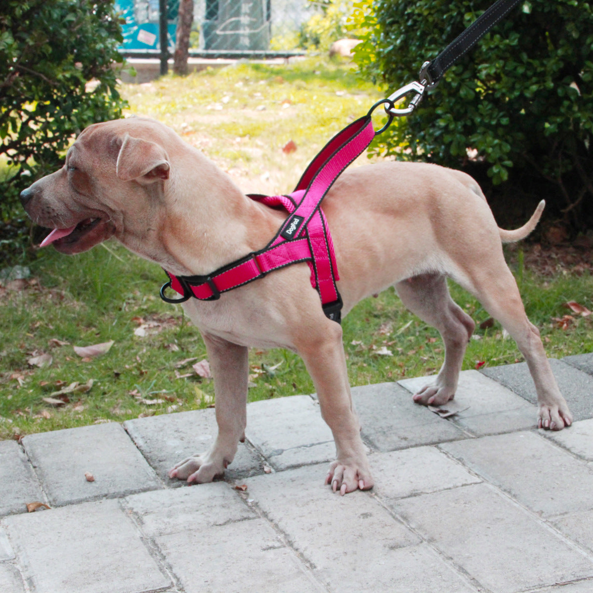 Dog Chest Harness