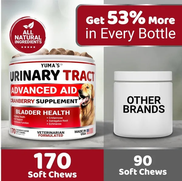 Dog UTI Treatment
