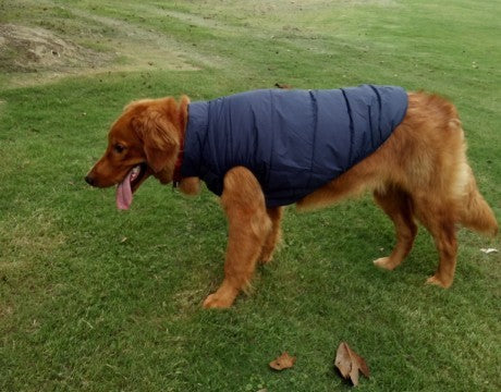 warm waterproof dog clothing