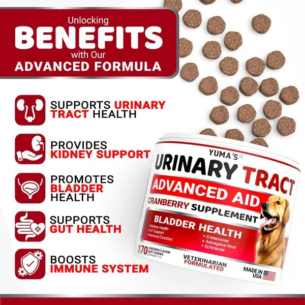 Dog UTI Treatment